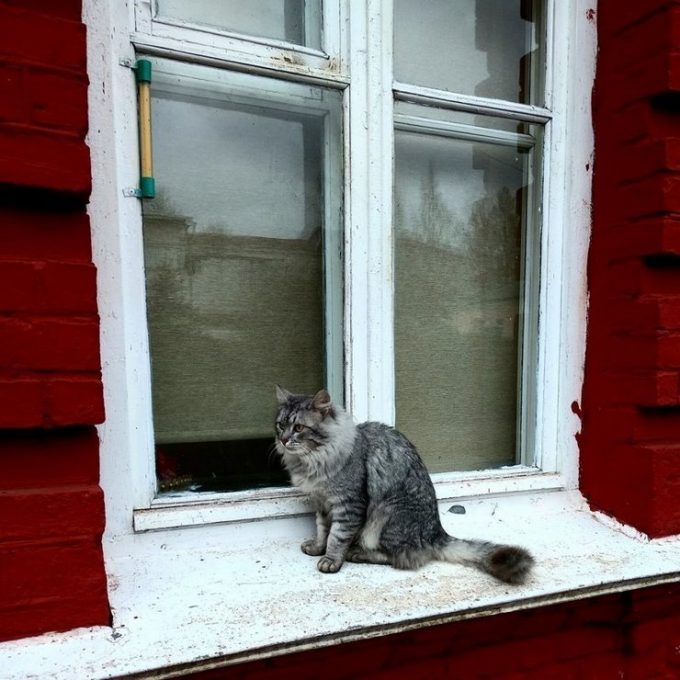 Суровое обаяние уличных котов: это вам не мимишные домашние пушистики