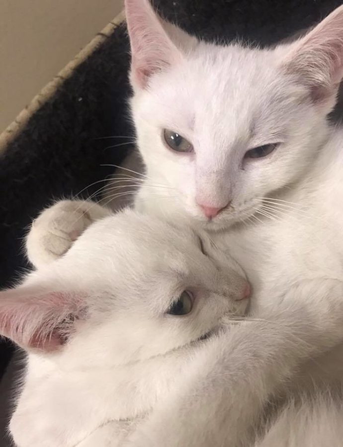 Трое неразлучных белоснежных котиков: история дружной семьи