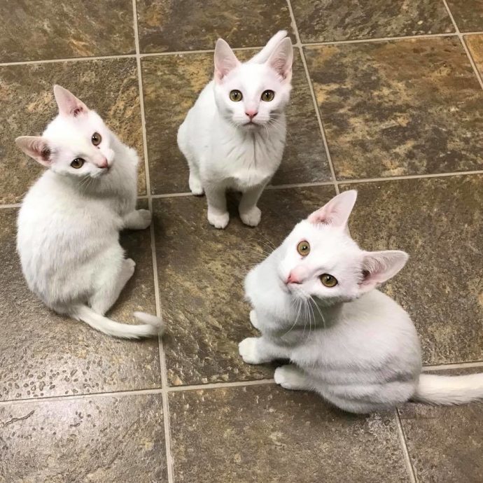 Трое неразлучных белоснежных котиков: история дружной семьи