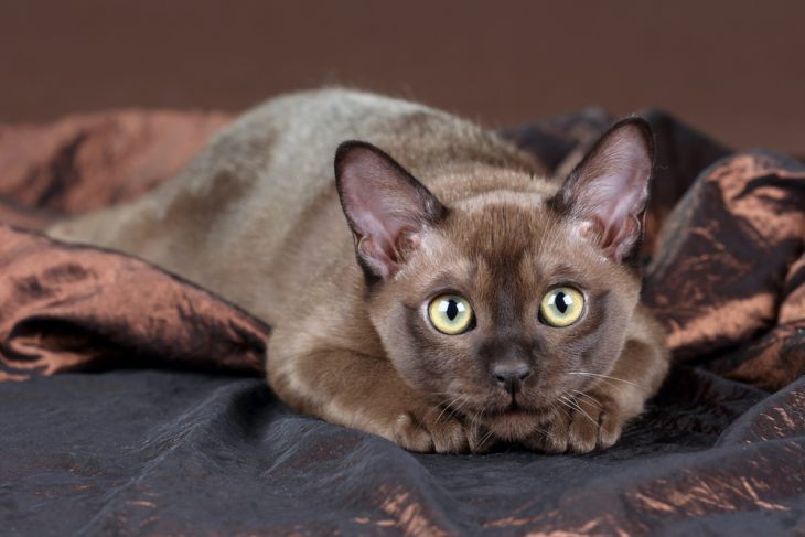 Бурма — кошка из Священного Сиама