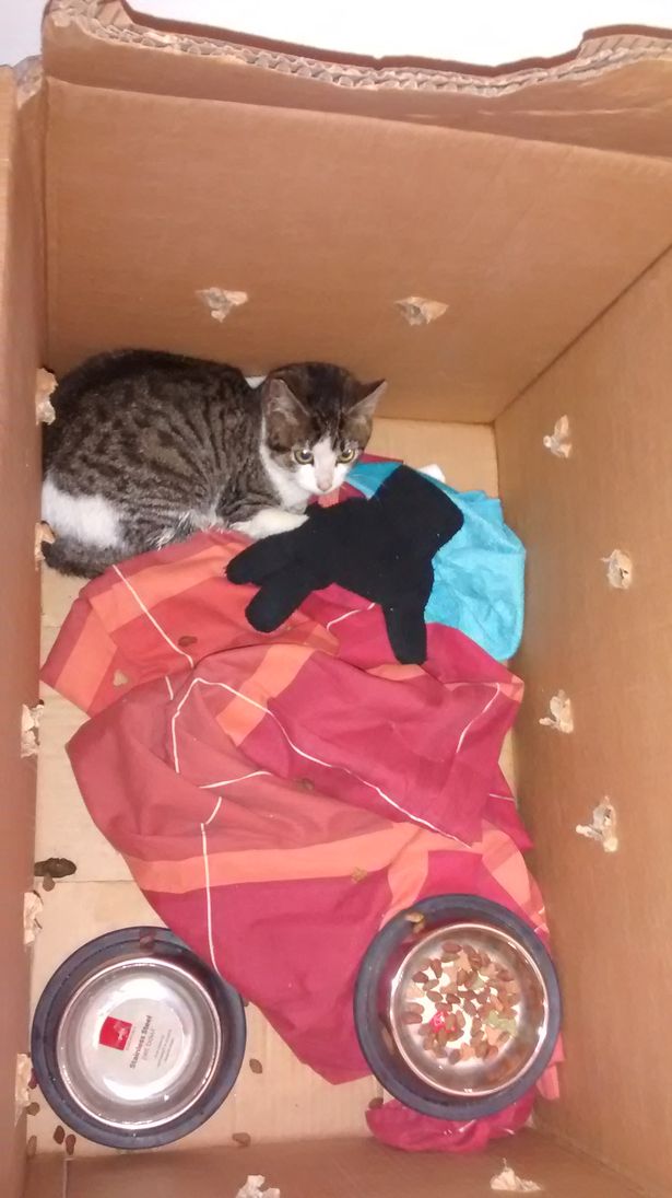 Будьте осмотрительны: картонные коробки порой скрывают в себе котиков