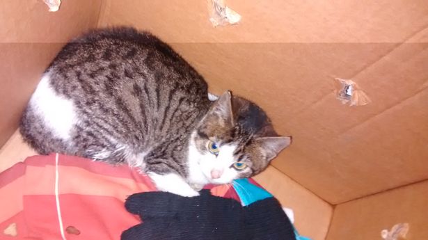 Будьте осмотрительны: картонные коробки порой скрывают в себе котиков