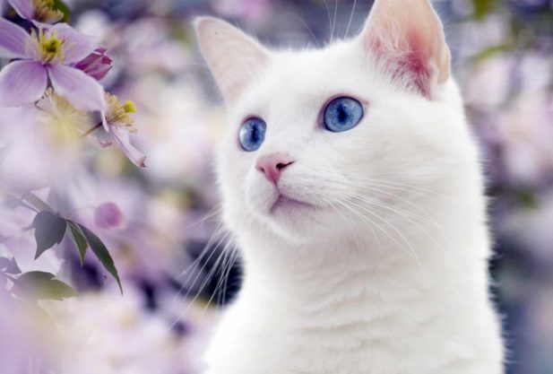 Подборка очаровательных белых котов и кошек с неповторимой внешностью