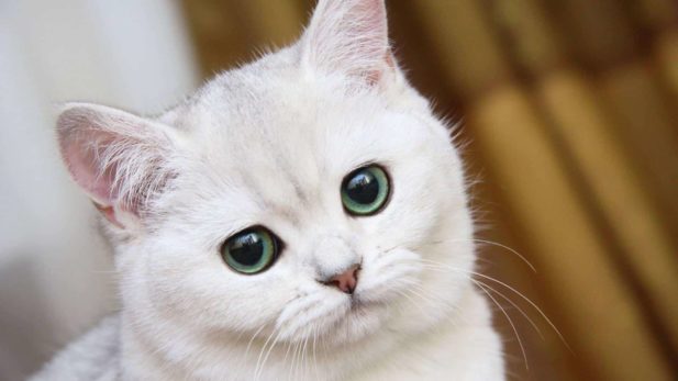 Подборка очаровательных белых котов и кошек с неповторимой внешностью
