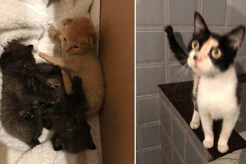 Парень спас котят от урагана и отыскал их маму