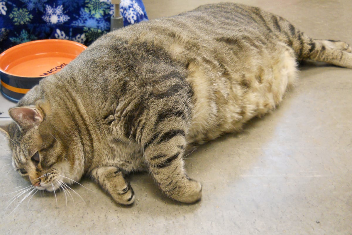 Почему кошки страдают ожирением и как этого избежать