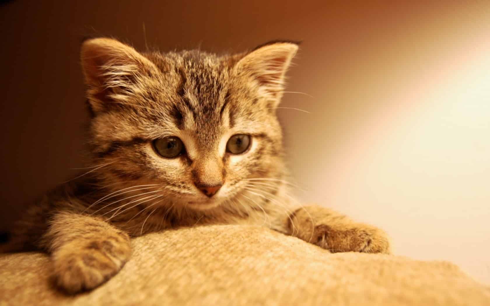 9 самых распространенных загадок жизни с кошкой и ответы на них