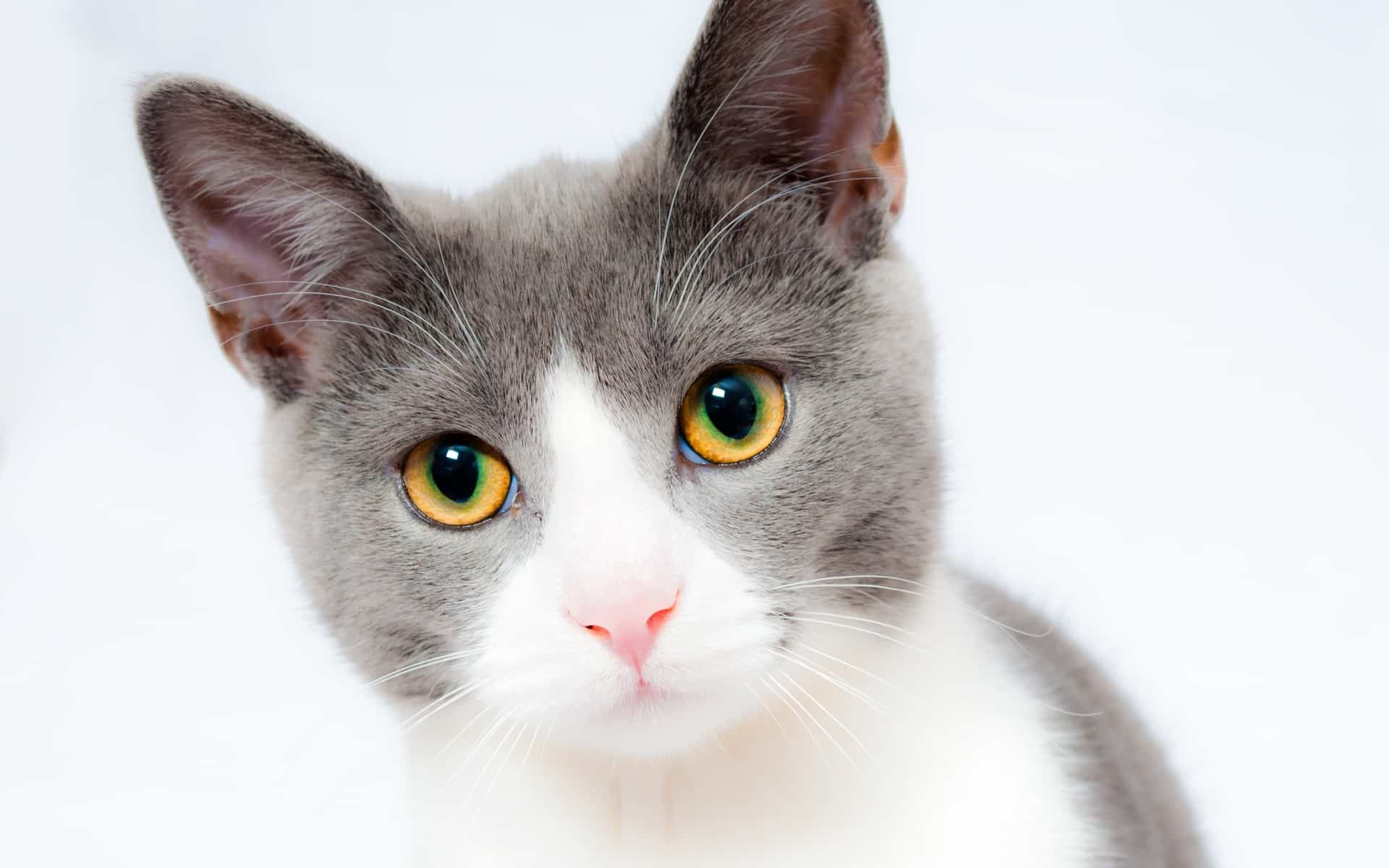 27 самых актуальных вопросов о кошках
