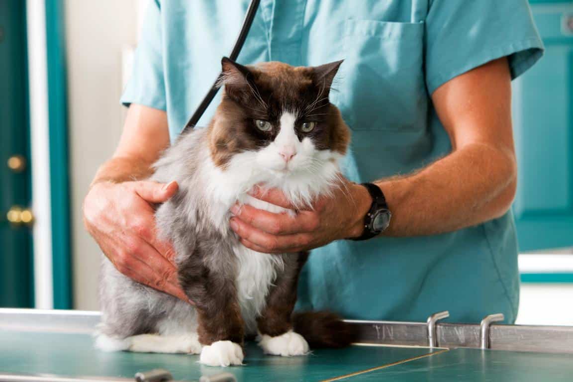 Как помочь кошке хорошо перенести визит к ветеринару