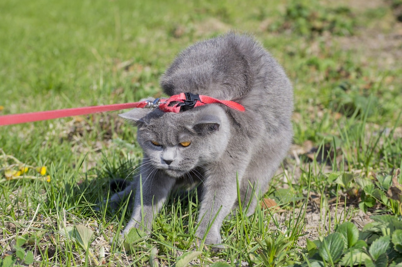Выгуливать кошек на поводке - вредно или полезно