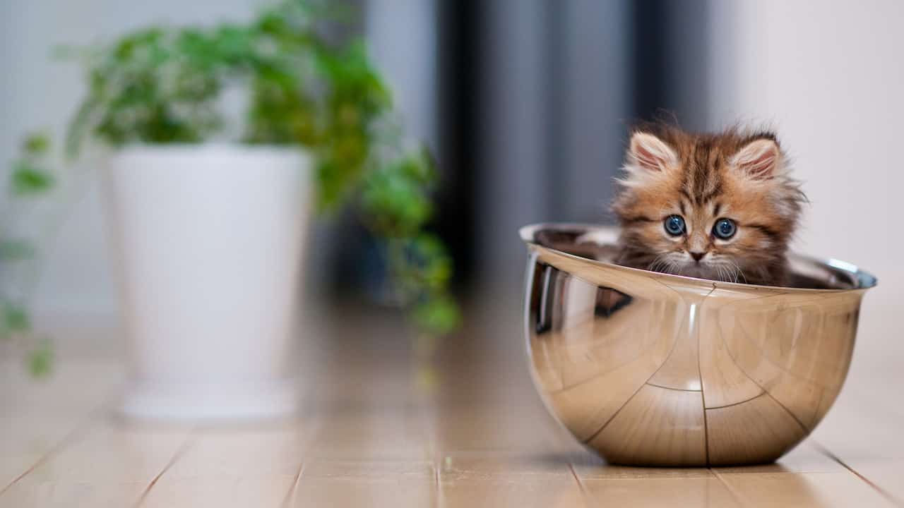 Котята в чашечках – умиления пост