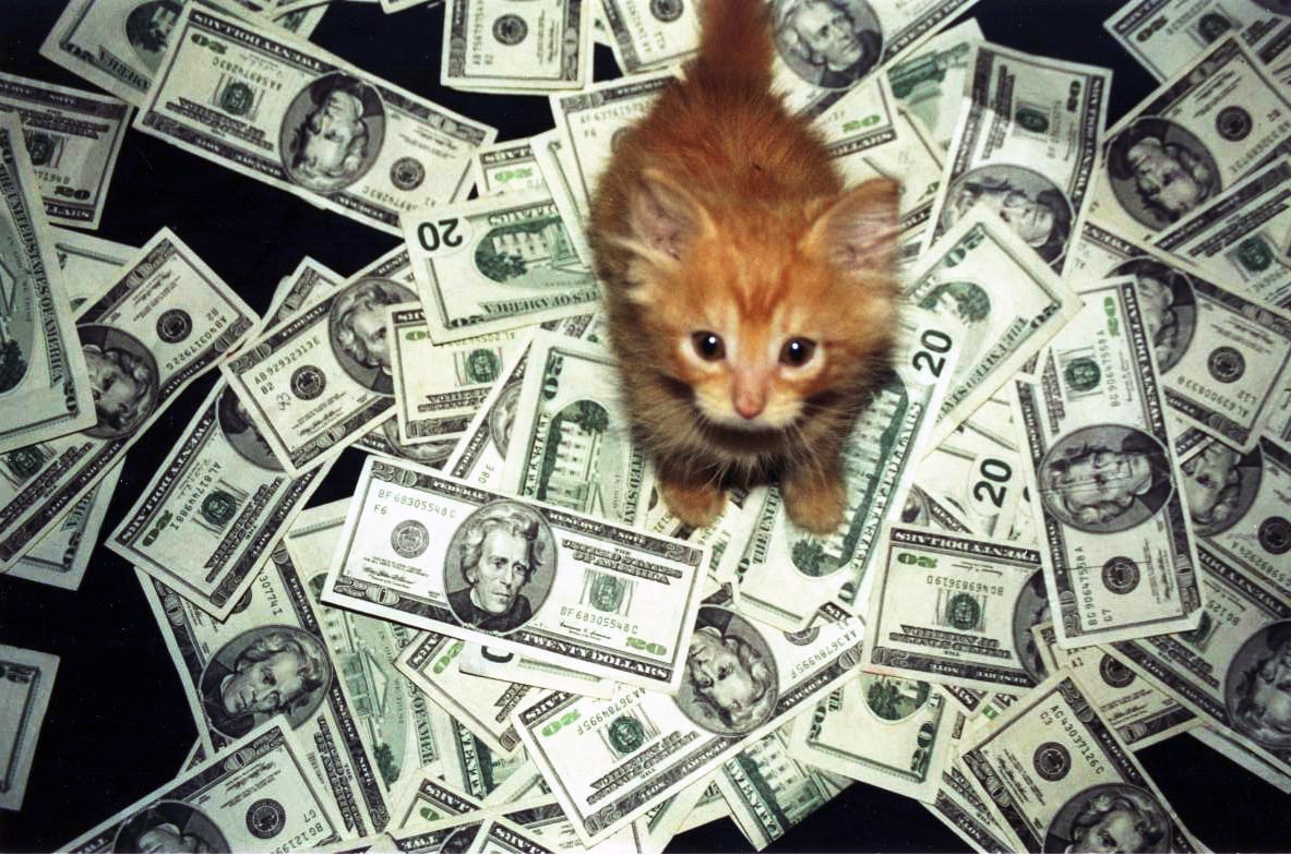 Котики-богачи, которые могут позволить себе спать на деньгах