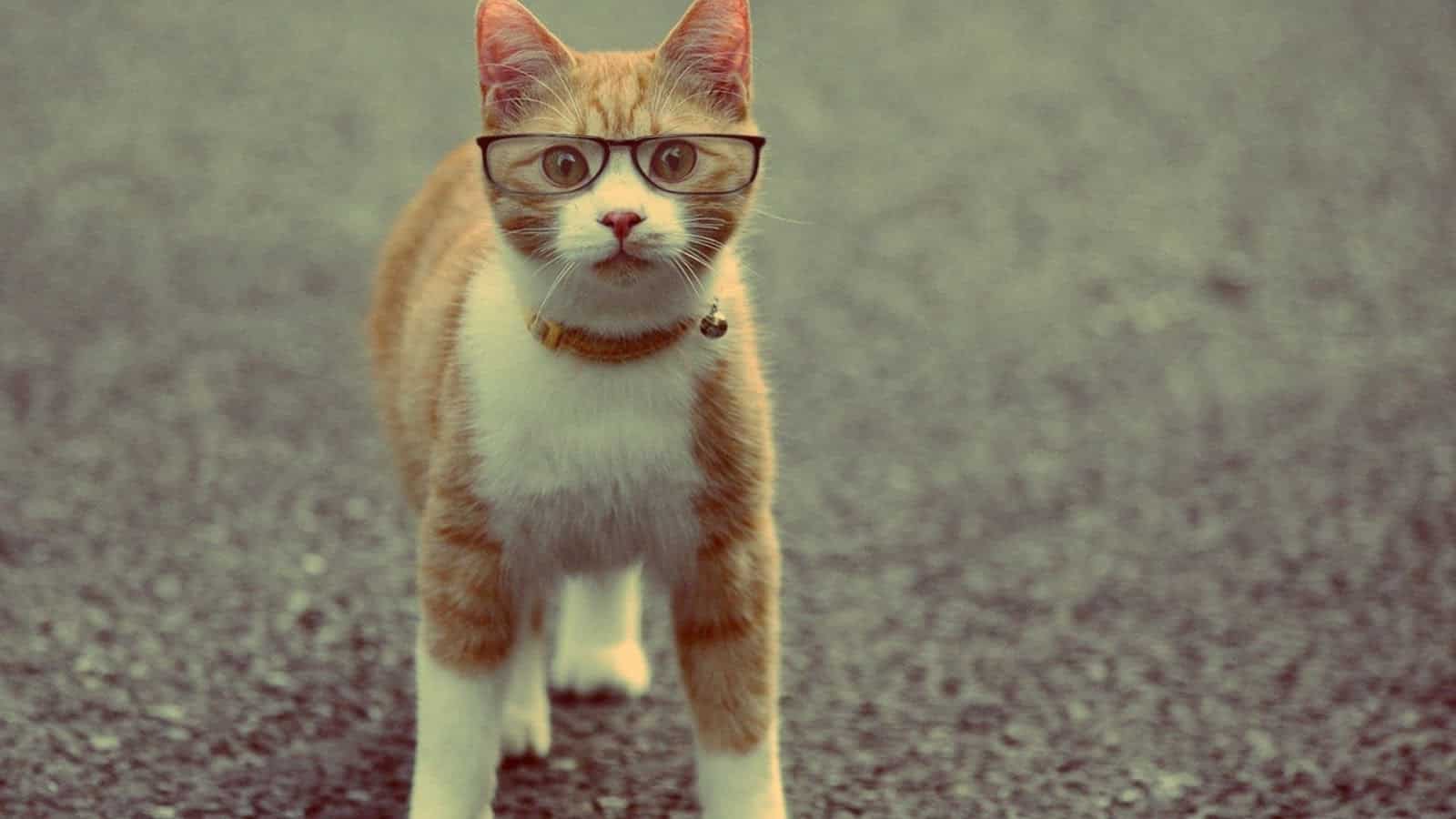 Стильные котики, которые классно смотрятся в очках