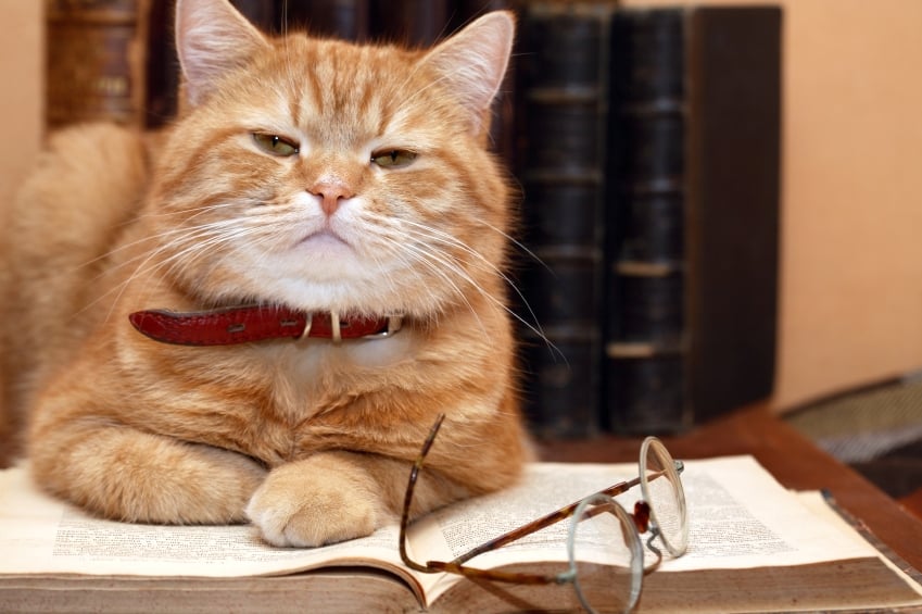 Британские ученые попытались точно выяснить, каков IQ у котов