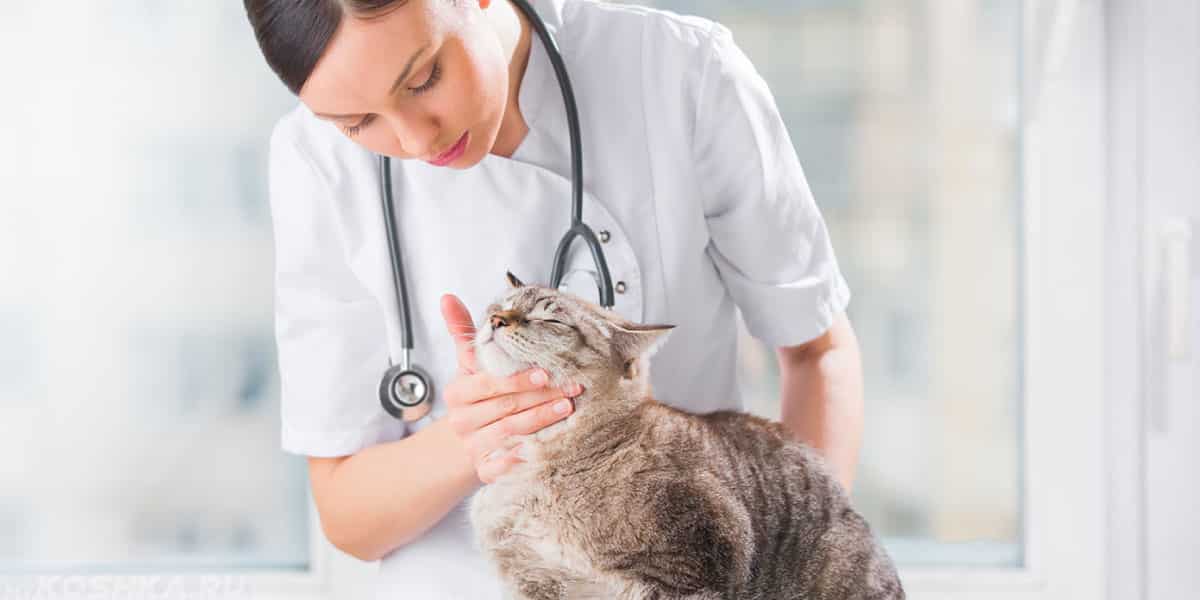 Как помочь кошке хорошо перенести визит к ветеринару