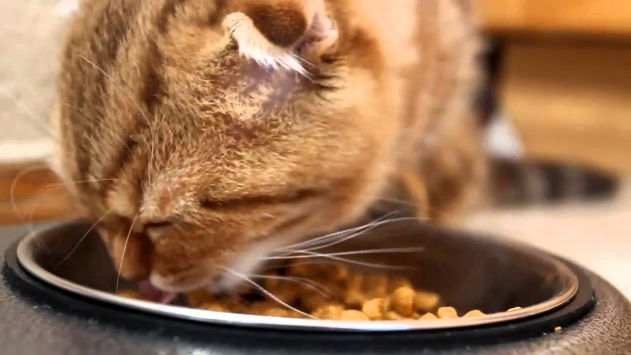 Как перевести кошку с сухого корма на натуральное питание