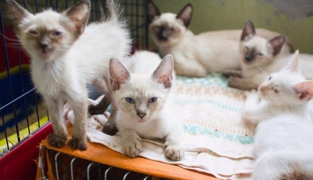 Нужно знать меру: 50 котов в квартире возможно, но комфортно ли там животным