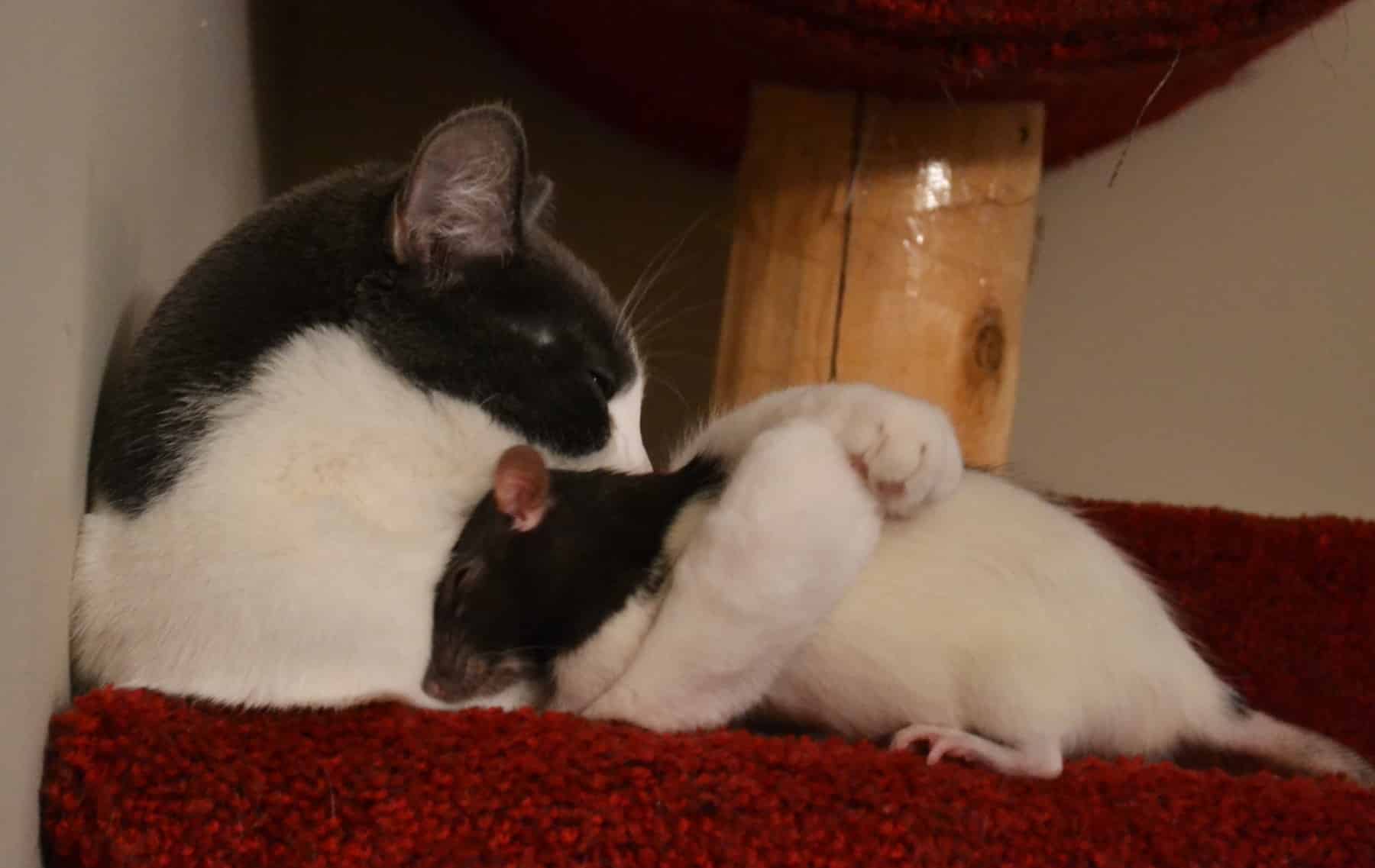 Чип и крыс – забавная дружба