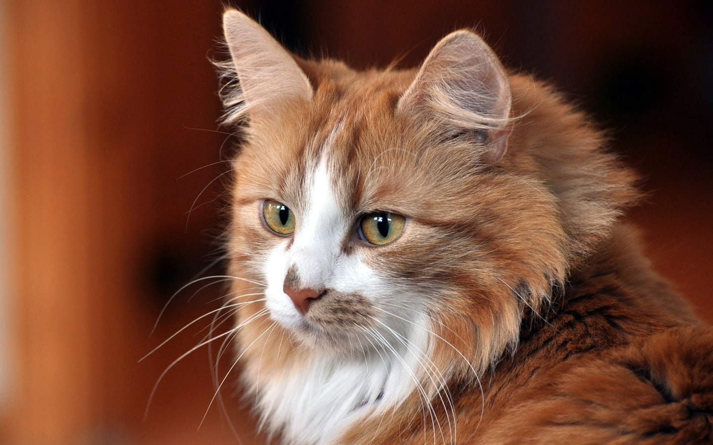 5 проблем, которые обычно не замечают хозяева котиков