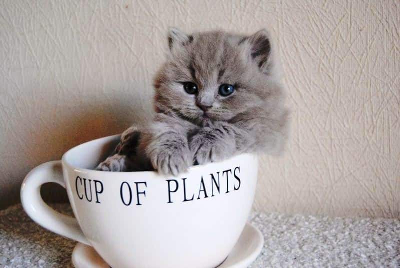 Котята в чашечках – умиления пост