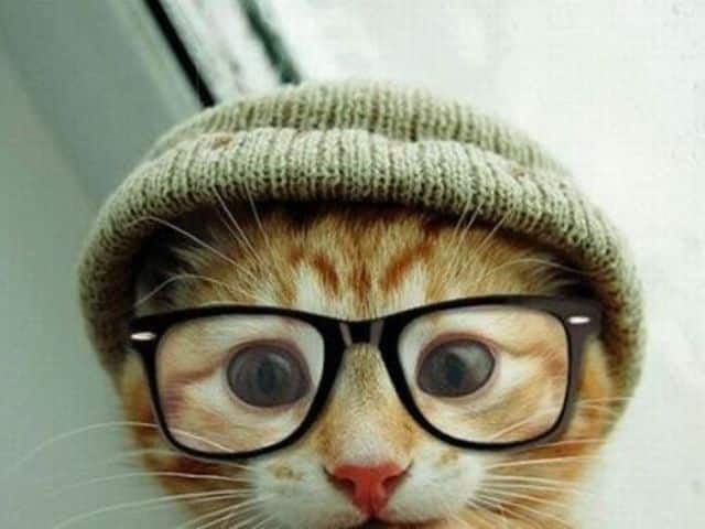 Стильные котики, которые классно смотрятся в очках