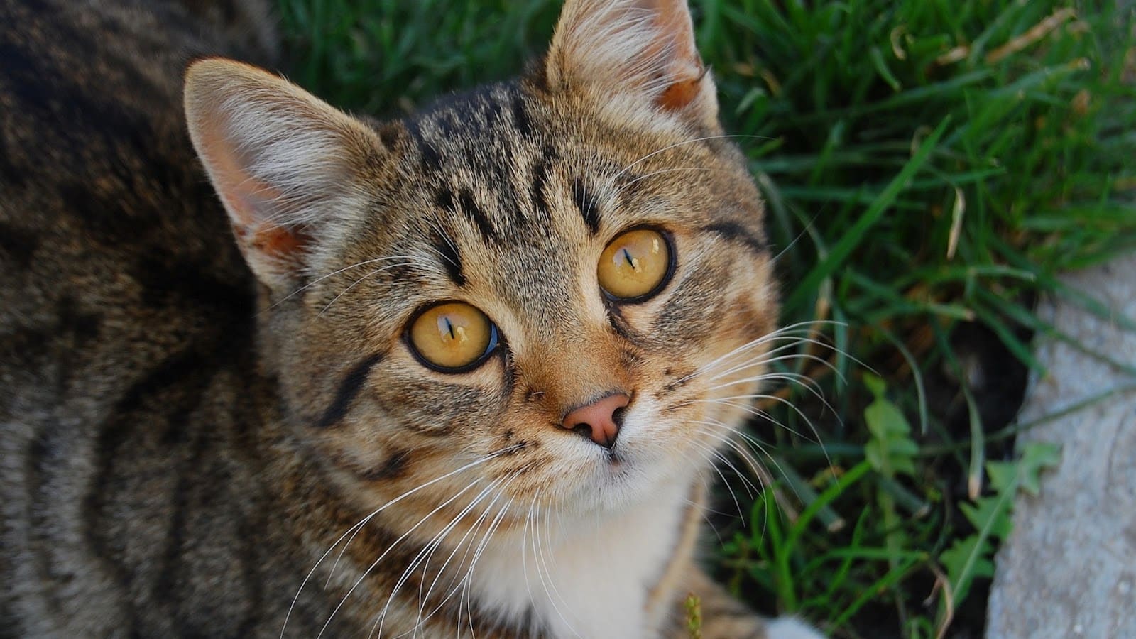 5 проблем, которые обычно не замечают хозяева котиков