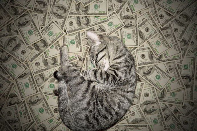 Котики-богачи, которые могут позволить себе спать на деньгах