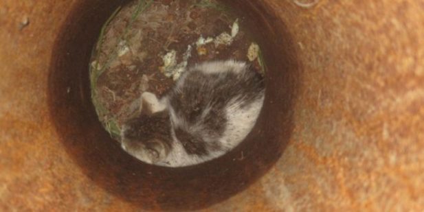 В Челябинске котенок забрался под столб и его пришлось демонтировать