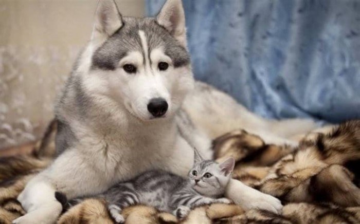 Миф о том, что кошки и собаки всегда враждуют, опровергнут эти 17 милых фотографий