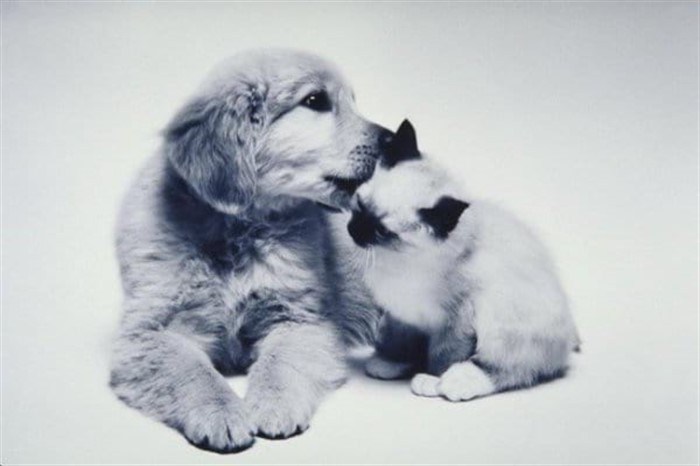 Миф о том, что кошки и собаки всегда враждуют, опровергнут эти 17 милых фотографий