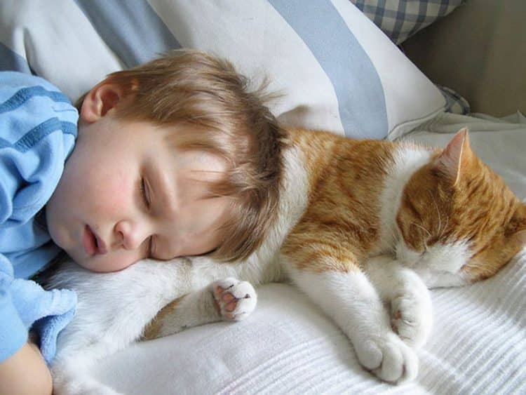 Для чего кошки ложатся спать с хозяевами