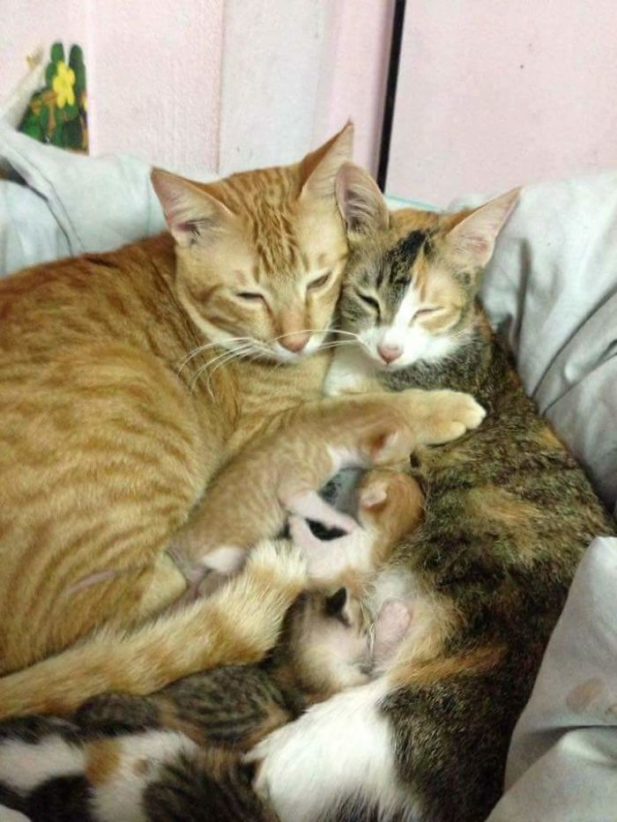 Кот-папа помогает кошке-маме заботиться о малышах и не отходит от них ни на шаг