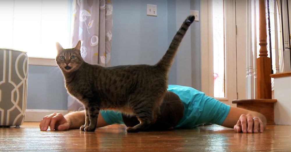 Парень сымитировал свою смерть перед своей кошкой, чтобы доказать, что котики совсем не равнодушные