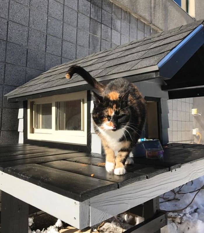 Полицейские построили настоящий дом для кота