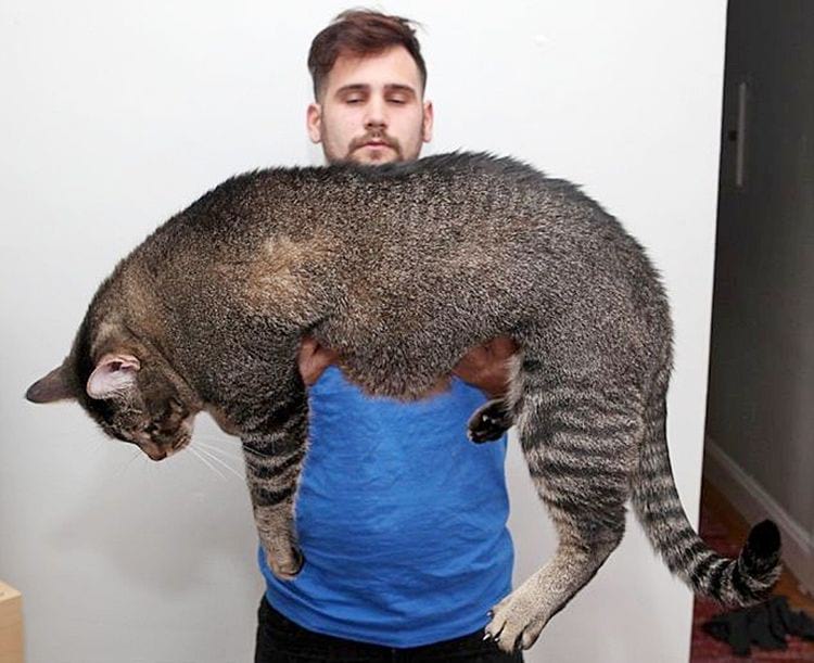 Огромный кот по кличке Котозавр Рекс нашел правильные руки