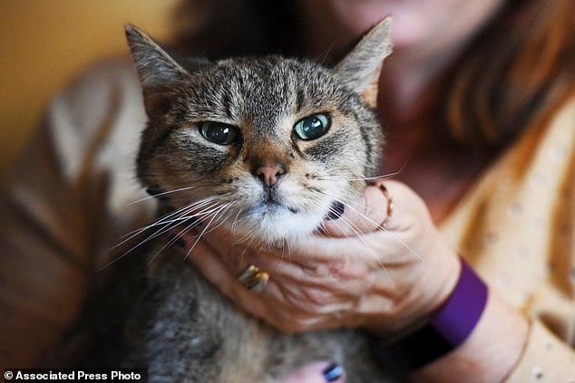 Благодаря Facebook семья нашла кота, пропавшего 2,5 года назад
