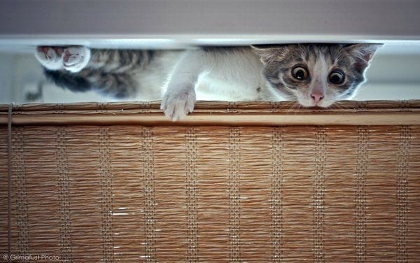 22 забавных котиков-невидимок, которые думают, что их не видно