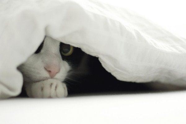 22 забавных котиков-невидимок, которые думают, что их не видно