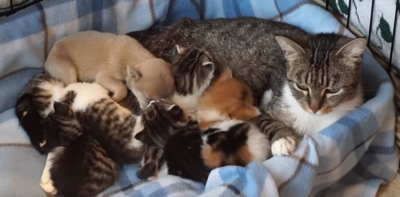 Многодетная мама-кошка приняла в семью щенка