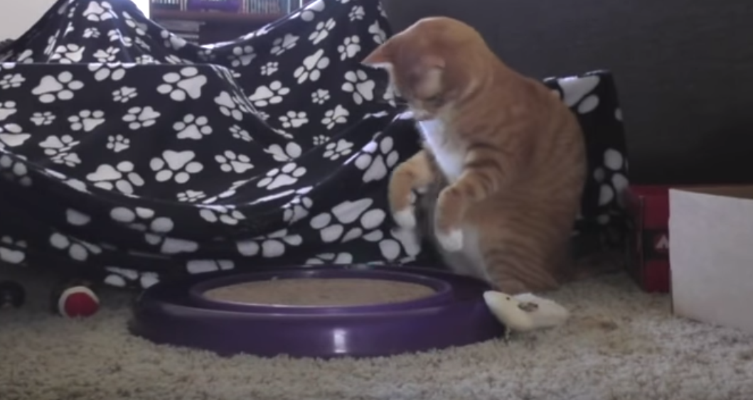 Котик уморительно играет с бесконечной игрушкой