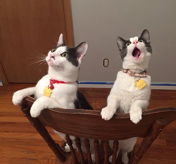 10 драматических котов, по которым Оскар плачет