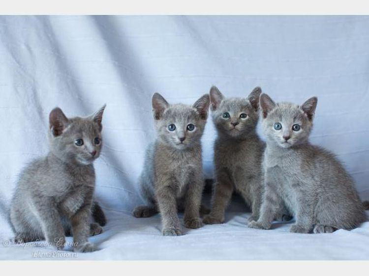 Русские голубые котята — славные ребята
