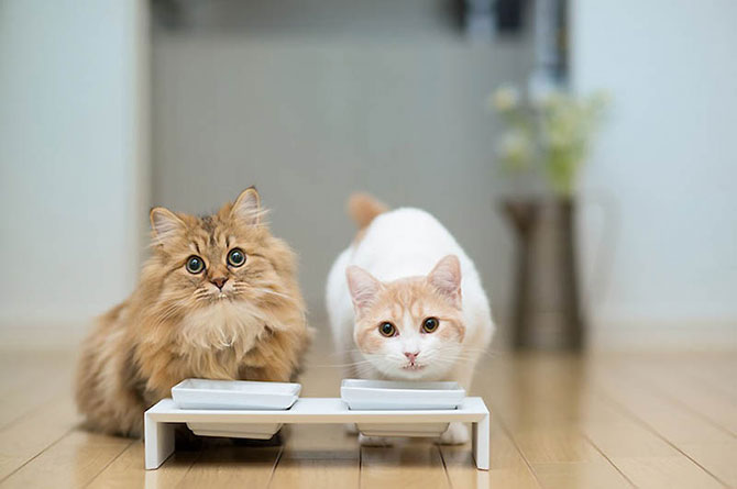 Две кошки едят корм