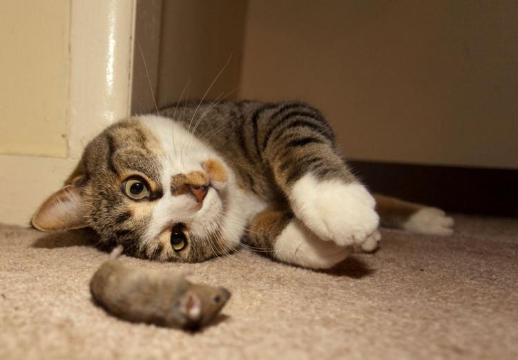 Выдвинута новая версия, почему кошки приносят хозяевам мышек