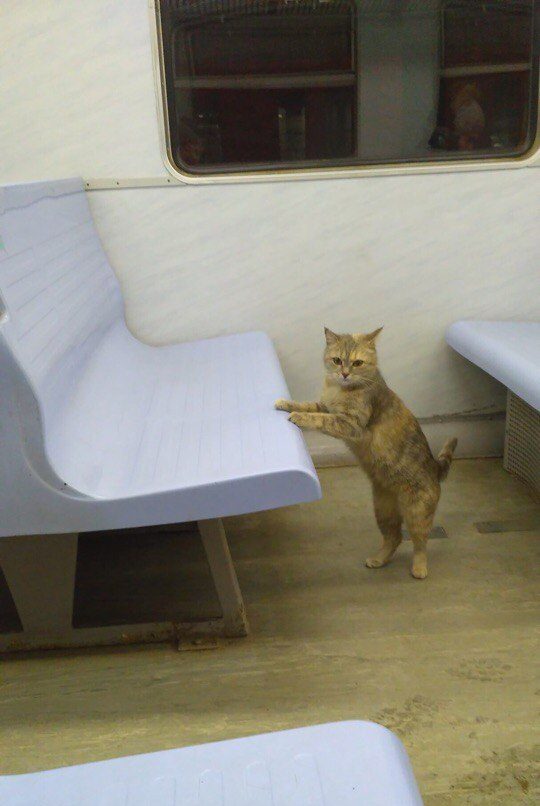 Пушистая безбилетница: в петербургской электричке весь день хозяйничала загадочная кошка