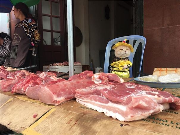 Самый перспективный торговец рыбы Вьетнама: пройти мимо такого кот-шоу трудно