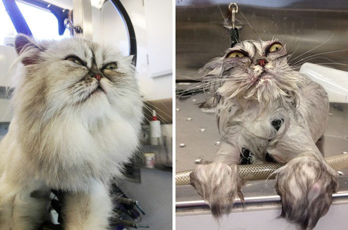 Помытые и оскорблённые: 8 котов, принявших ванну