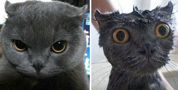 Помытые и оскорблённые: 8 котов, принявших ванну