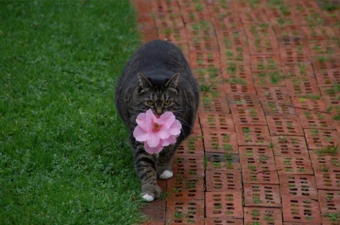 Каждый день милая кошка приносит своей хозяйке цветы