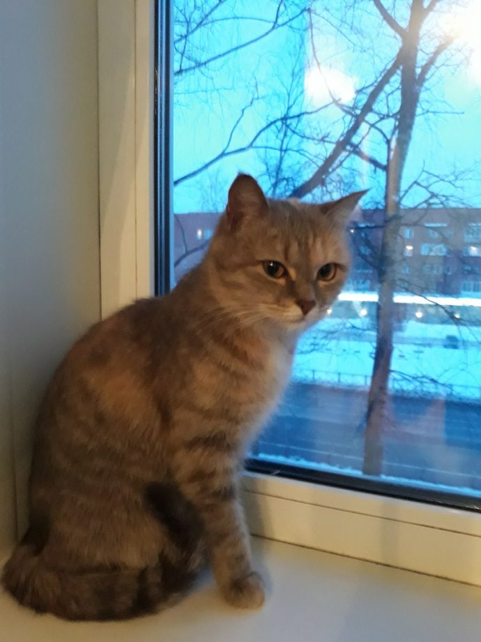 Пушистая безбилетница: в петербургской электричке весь день хозяйничала загадочная кошка